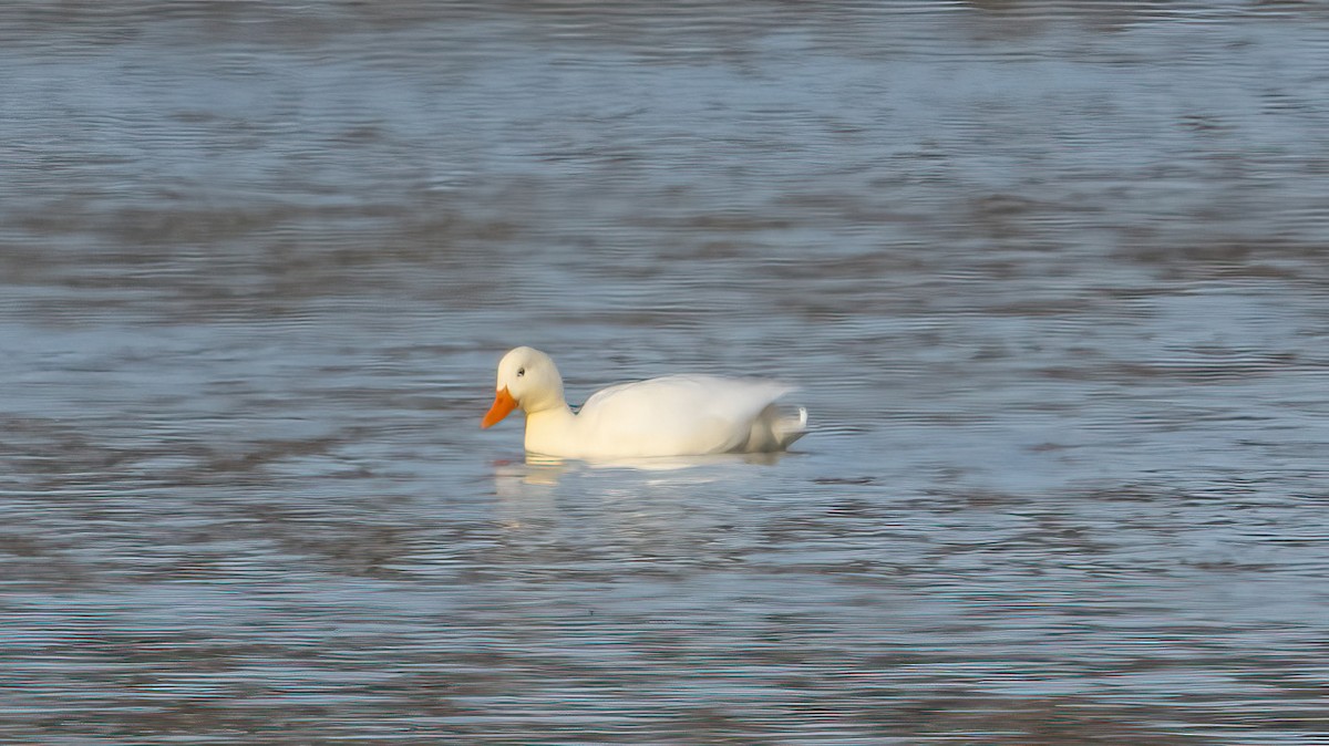 ברכיה (מבויתת) - ML646633390