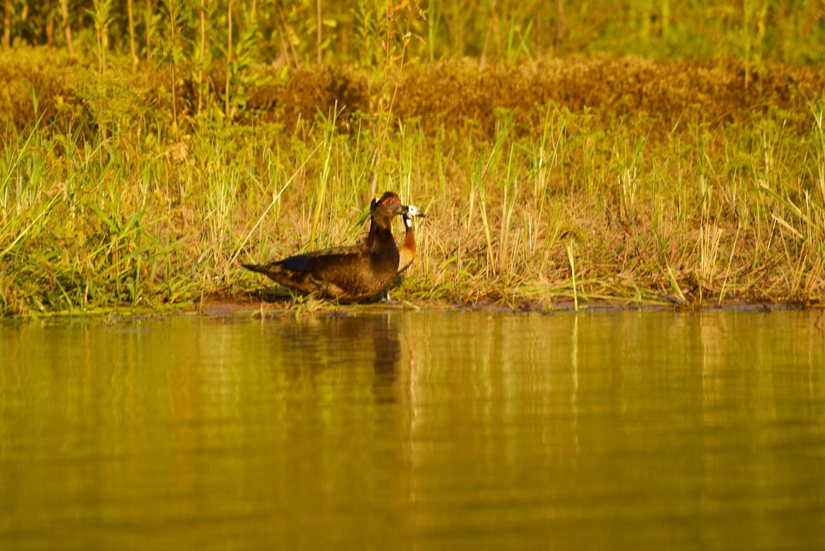 Muscovy Duck - ML646633399