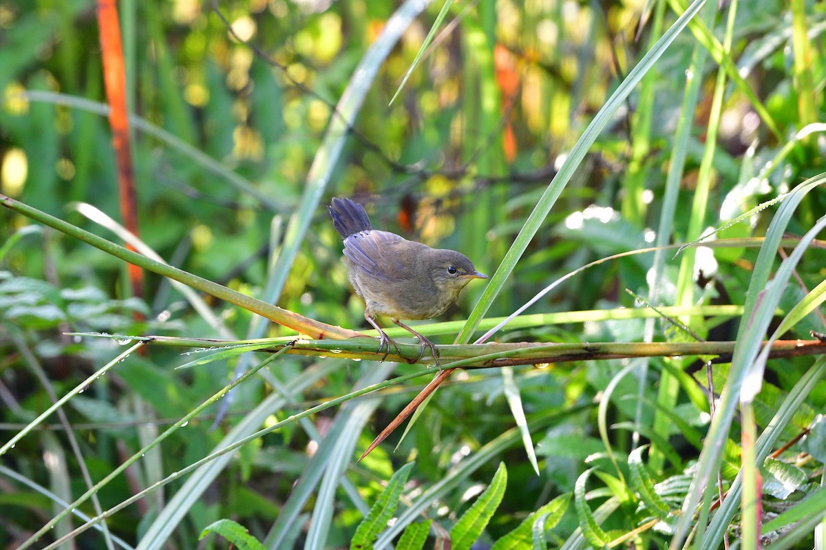 Baikal Bush Warbler - ML646633401