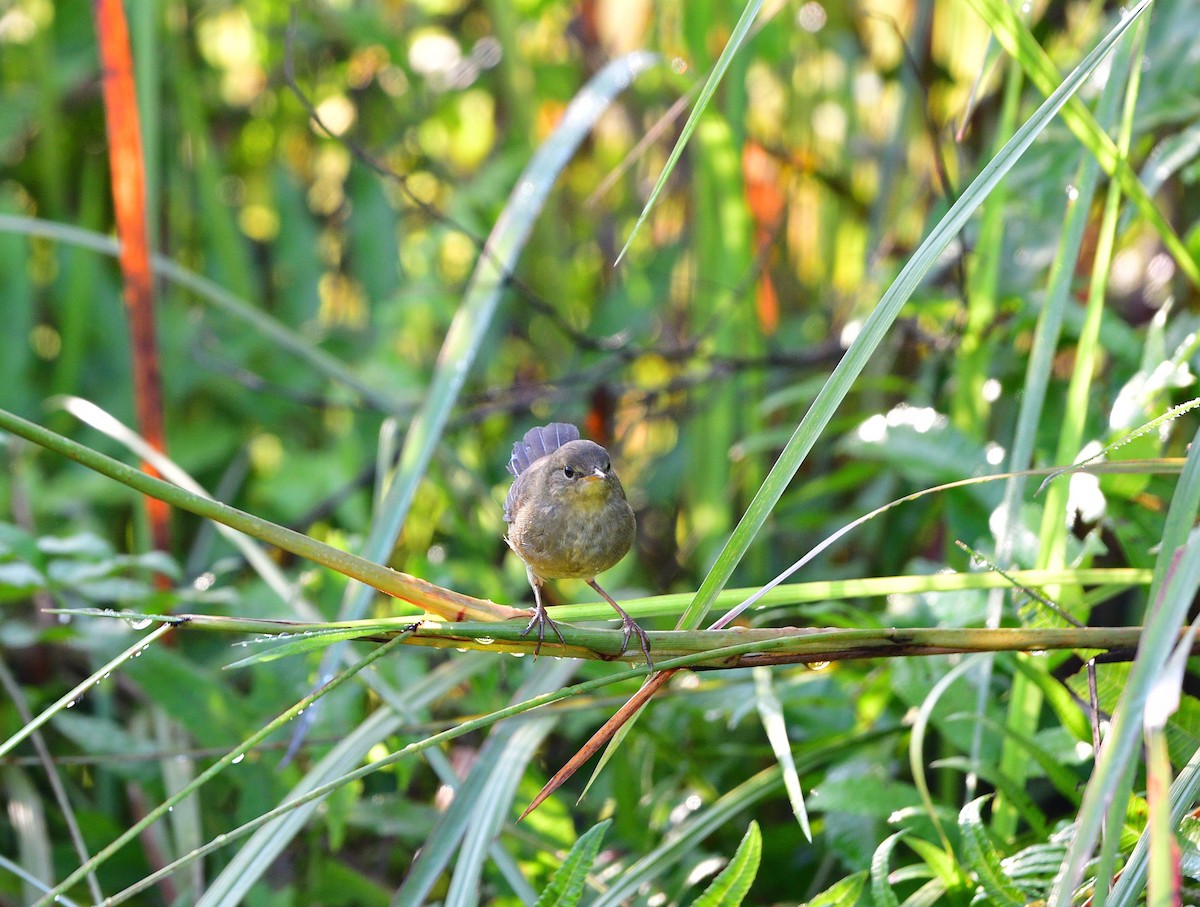 Baikal Bush Warbler - ML646633409