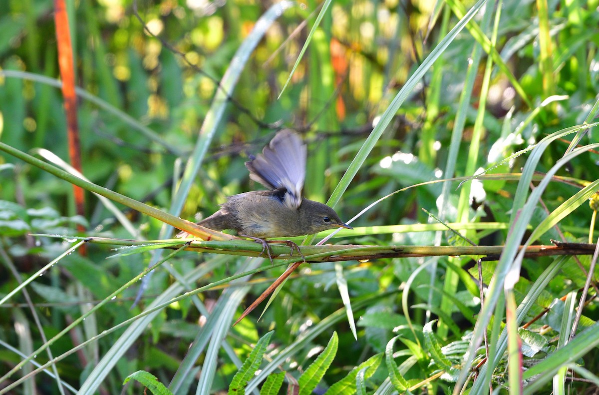 Baikal Bush Warbler - ML646633413