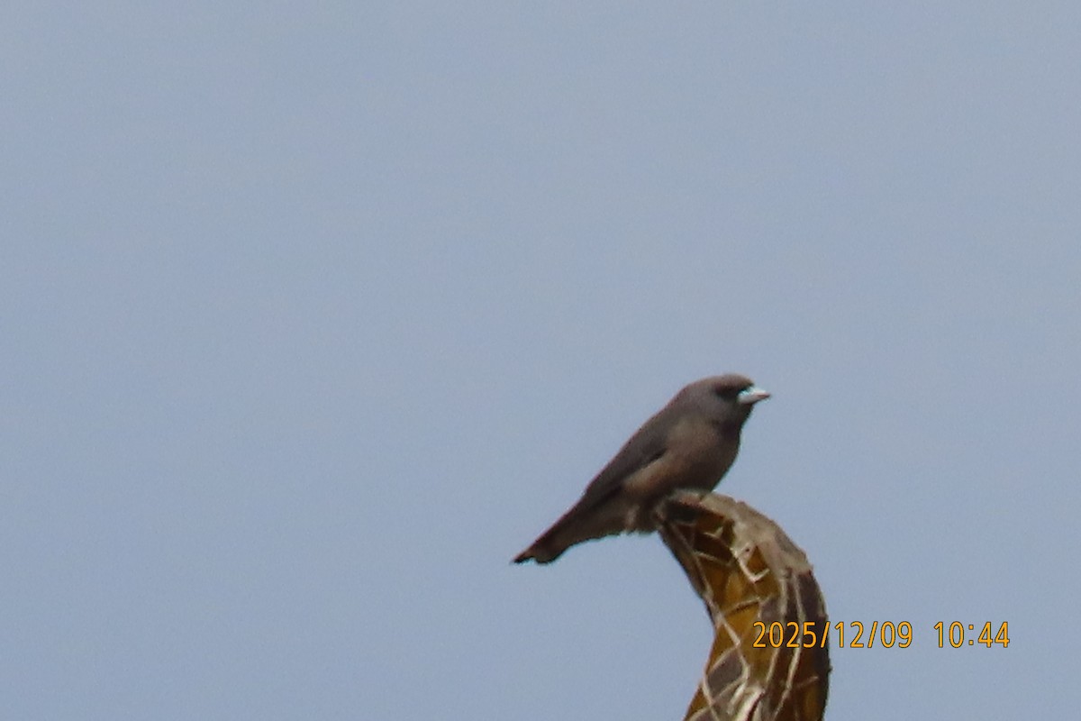 Ashy Woodswallow - ML646633414