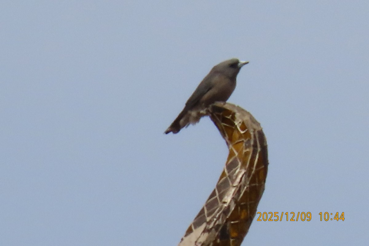 Ashy Woodswallow - ML646633415