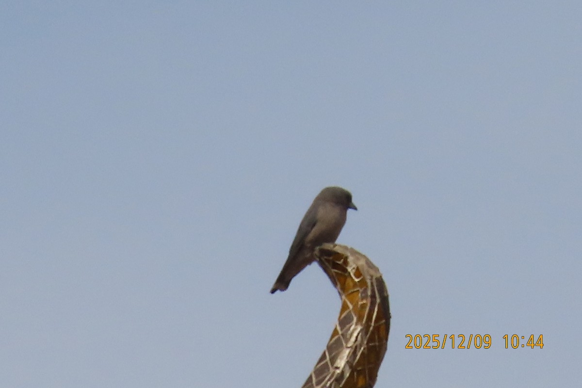 Ashy Woodswallow - ML646633416