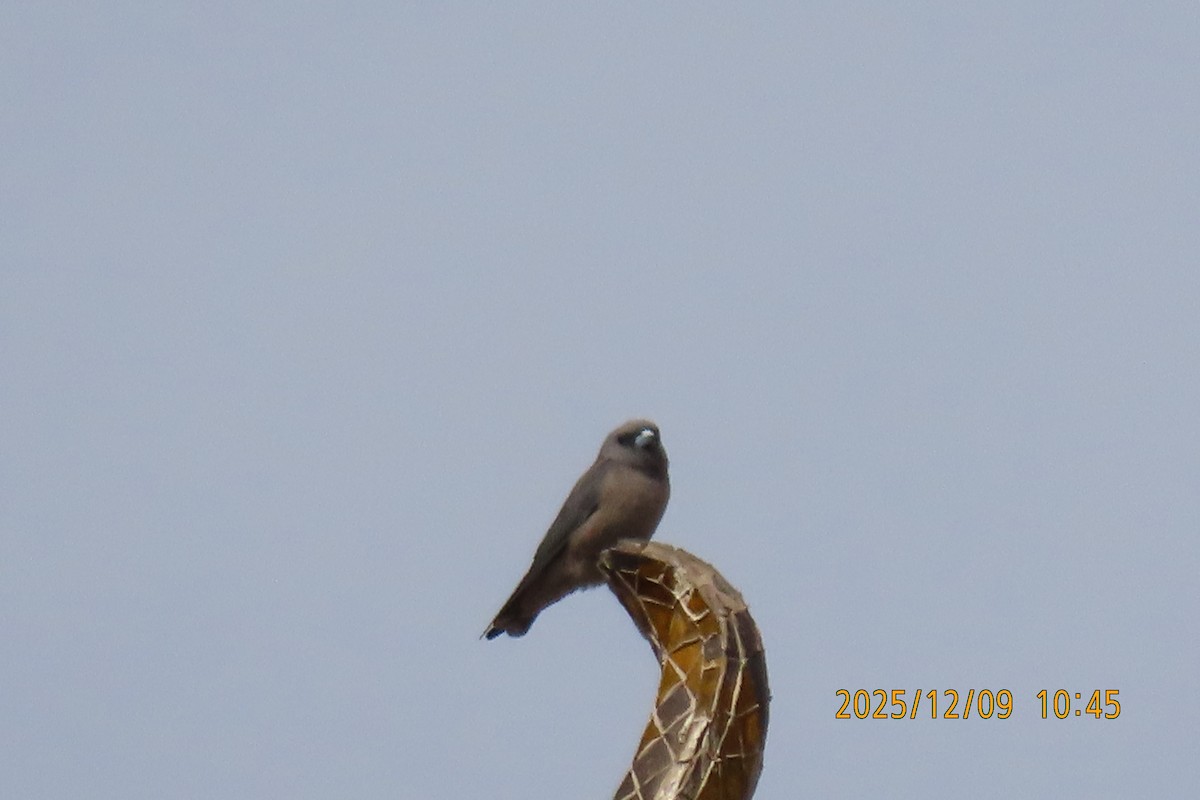 Ashy Woodswallow - ML646633417