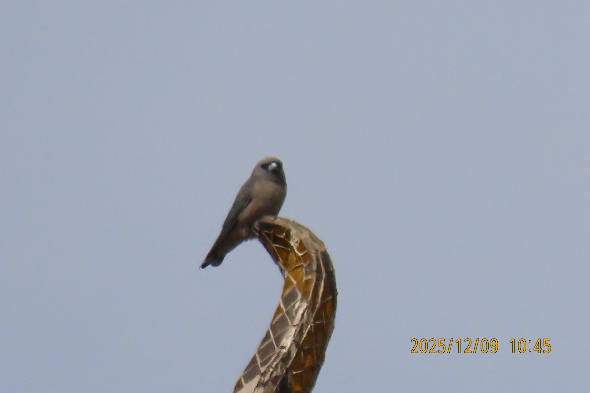 Ashy Woodswallow - ML646633418