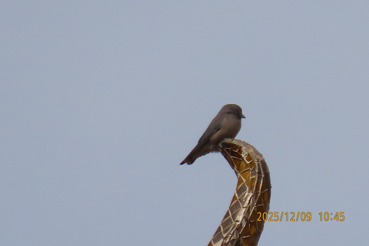 Ashy Woodswallow - ML646633419