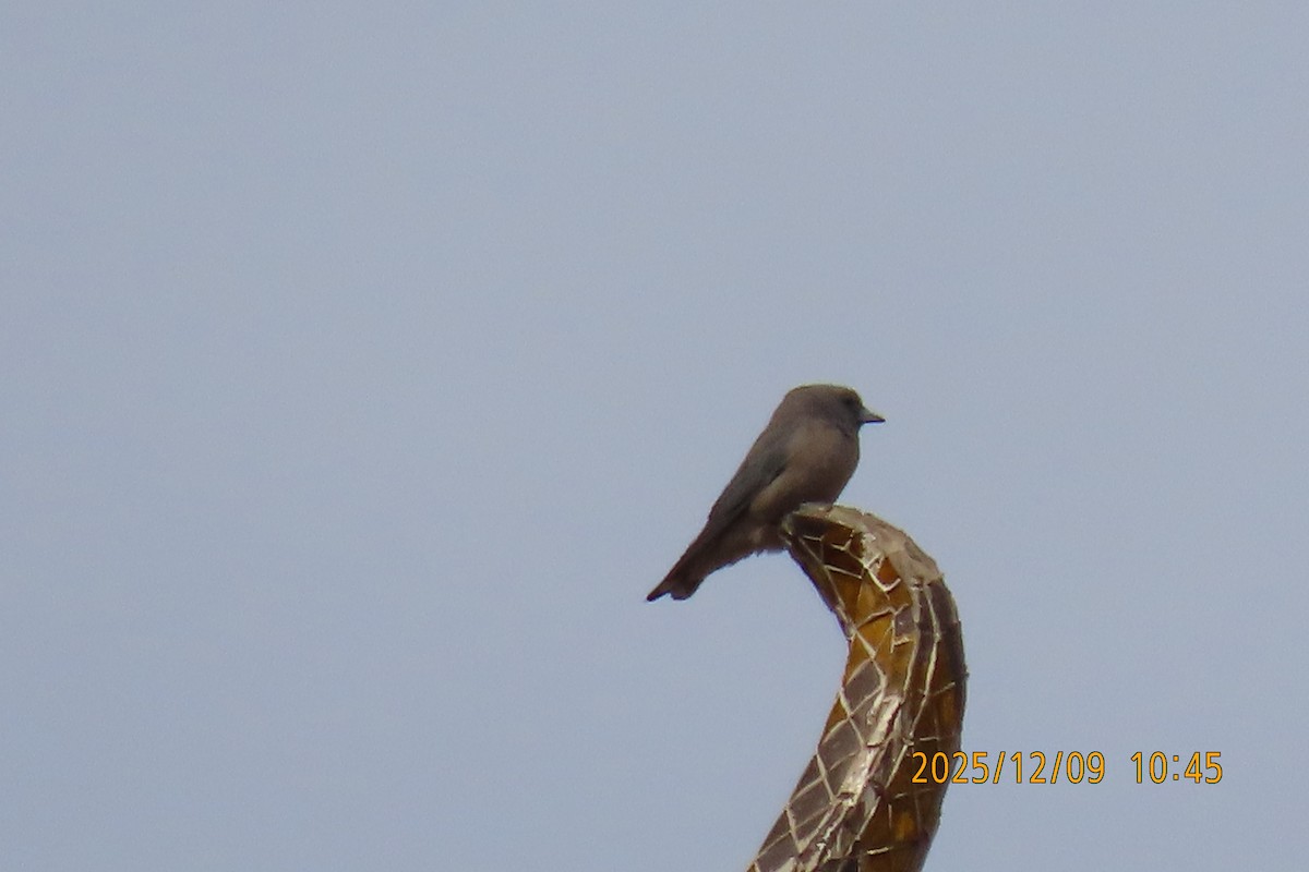 Ashy Woodswallow - ML646633420