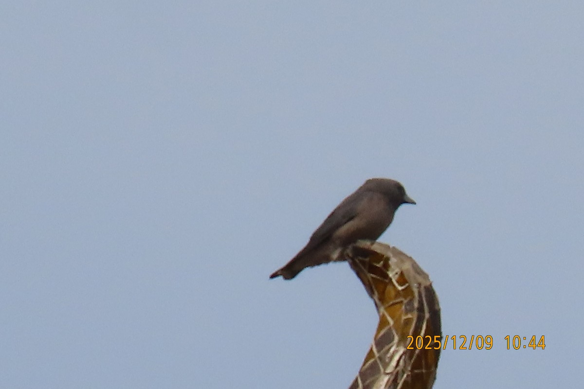 Ashy Woodswallow - ML646633421