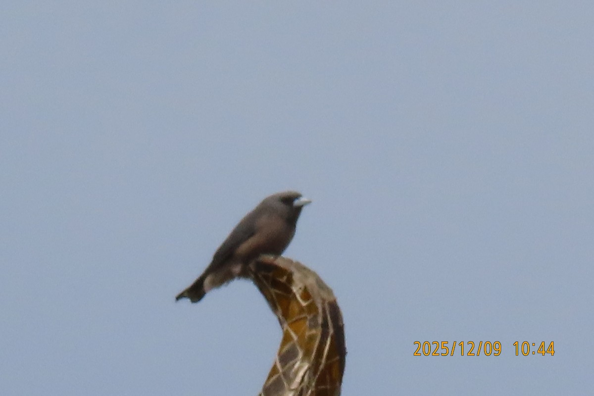 Ashy Woodswallow - ML646633422