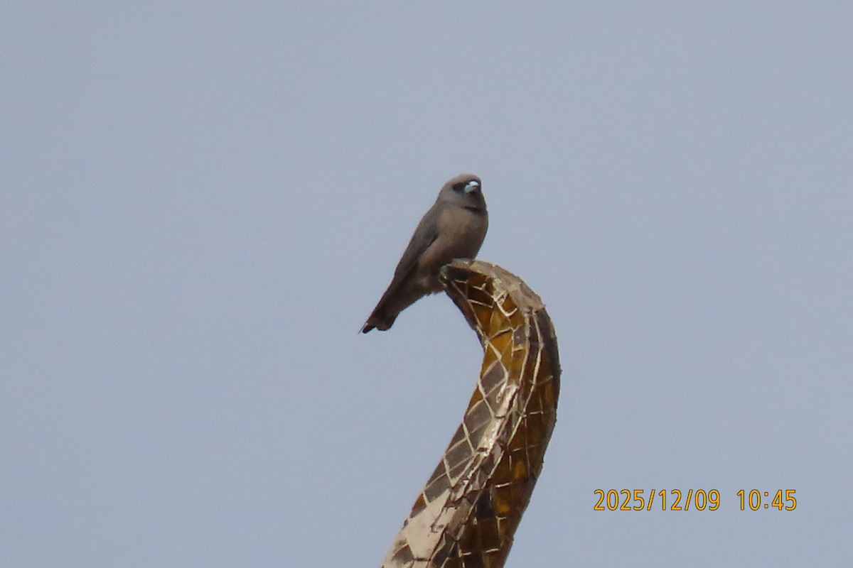 Ashy Woodswallow - ML646633423