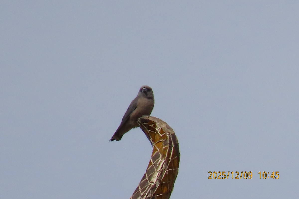 Ashy Woodswallow - ML646633424