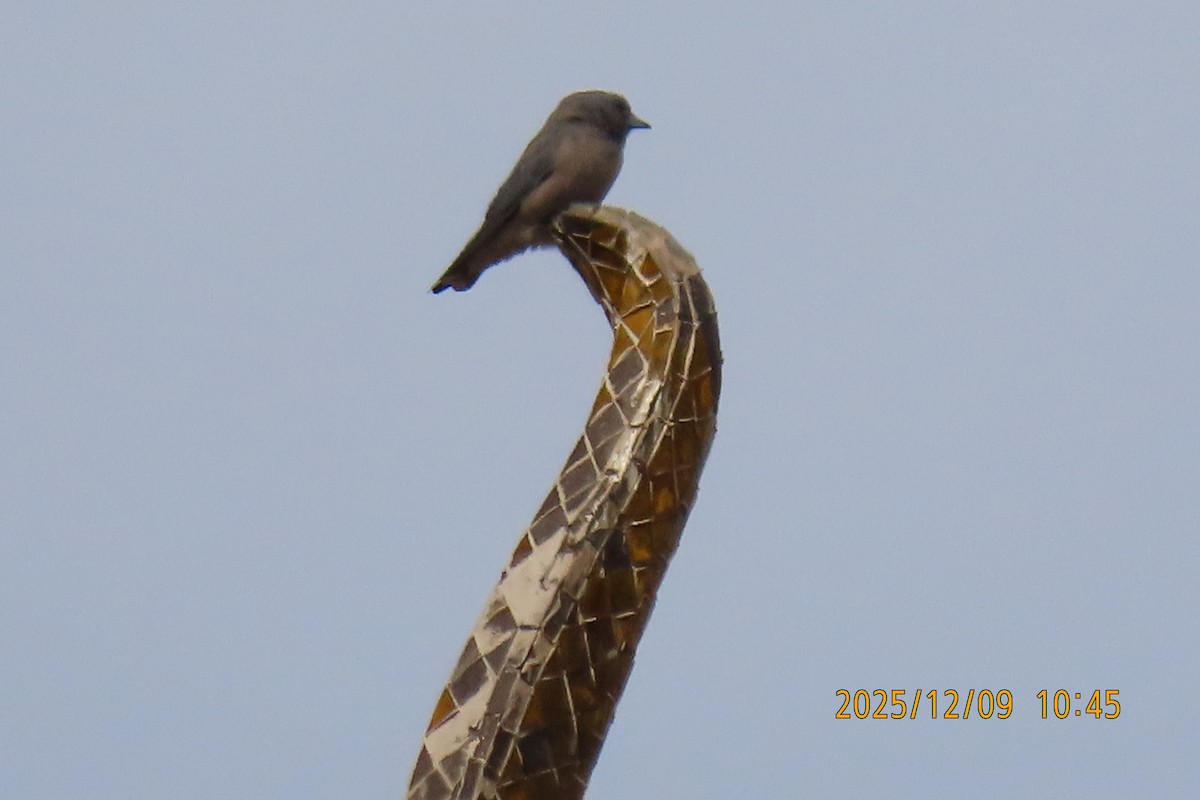 Ashy Woodswallow - ML646633425