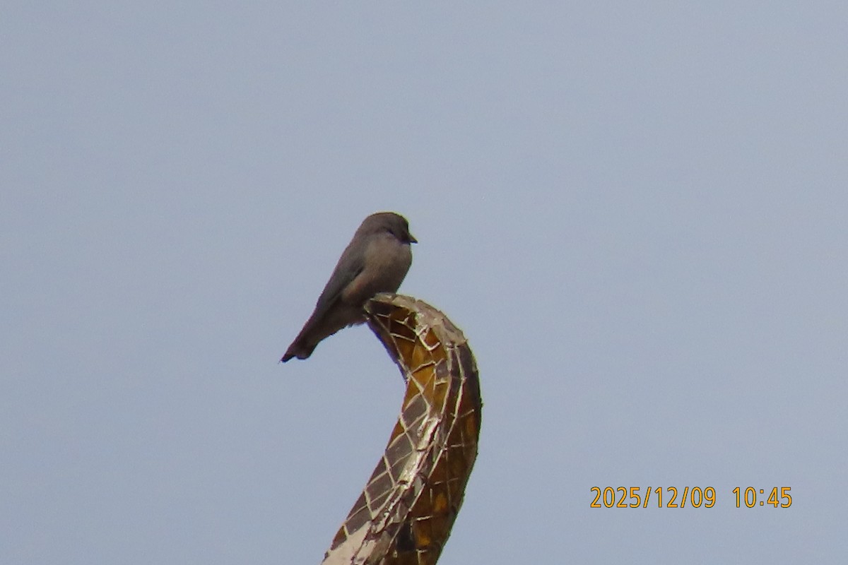 Ashy Woodswallow - ML646633426