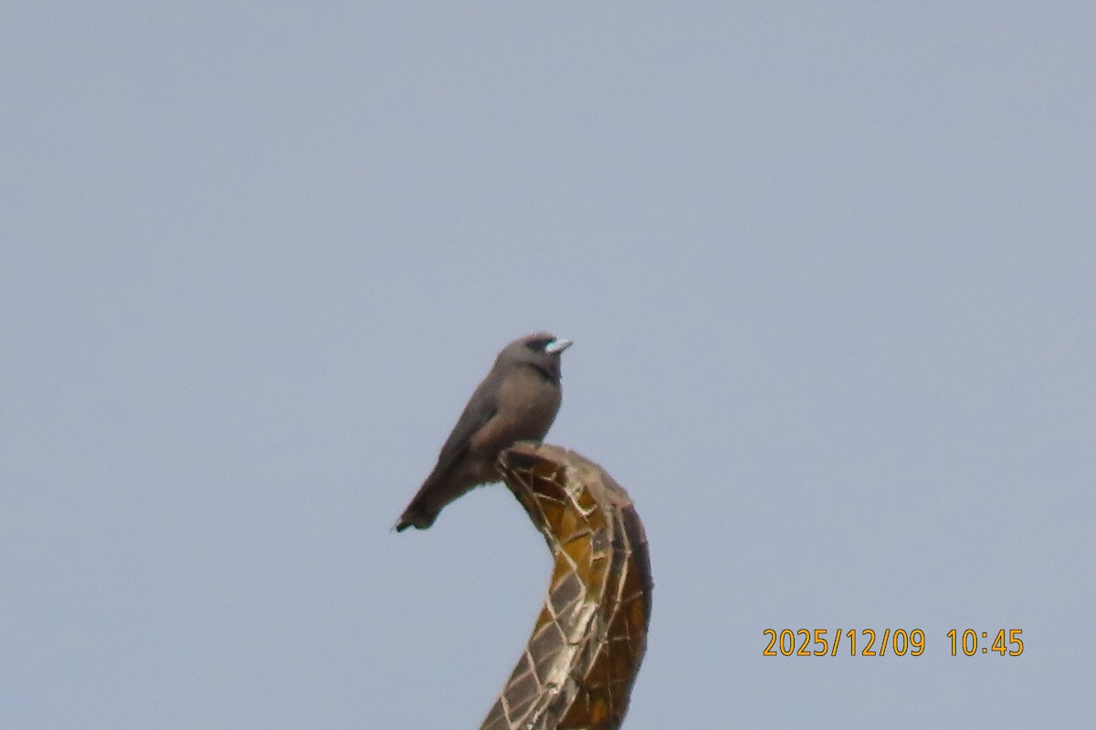 Ashy Woodswallow - ML646633427