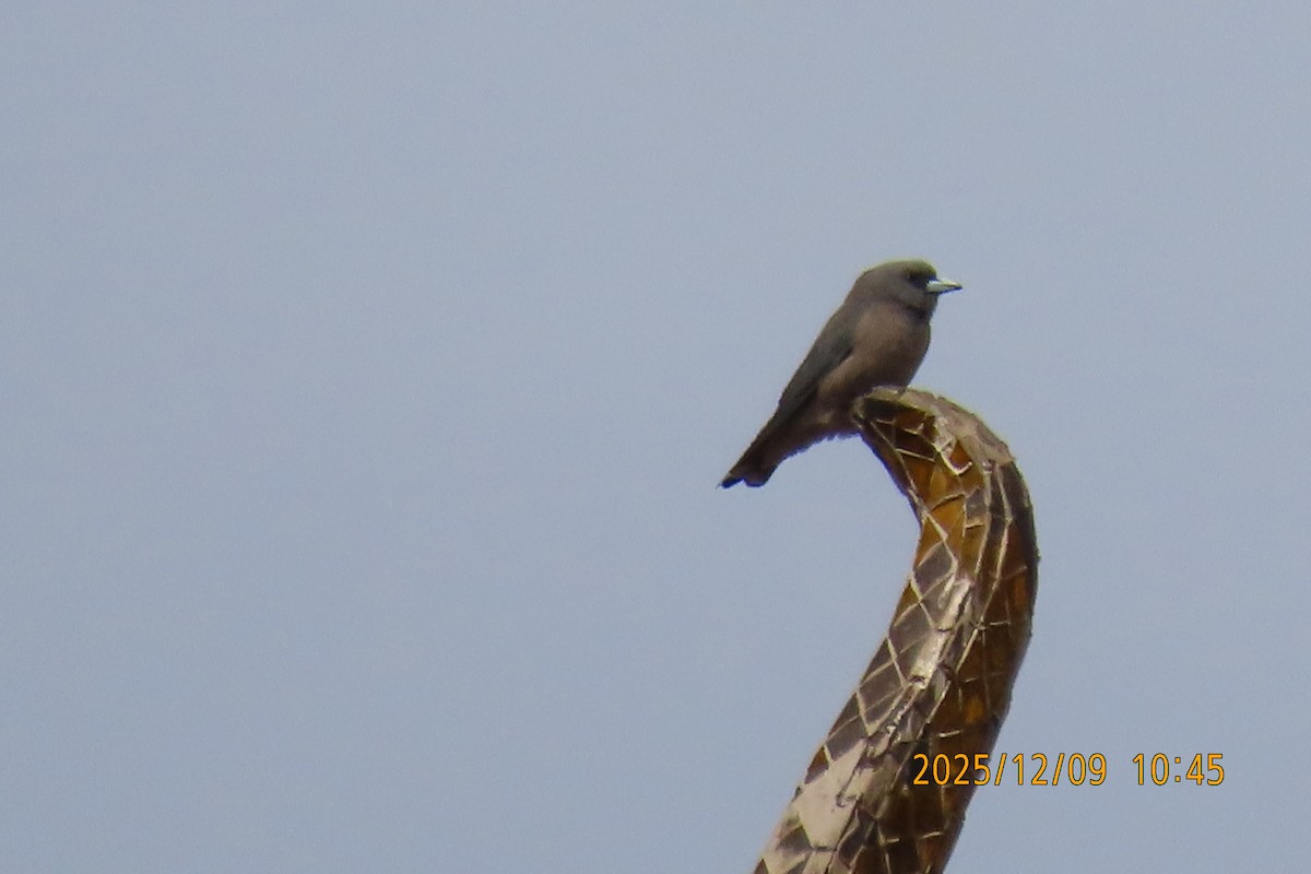 Ashy Woodswallow - ML646633428
