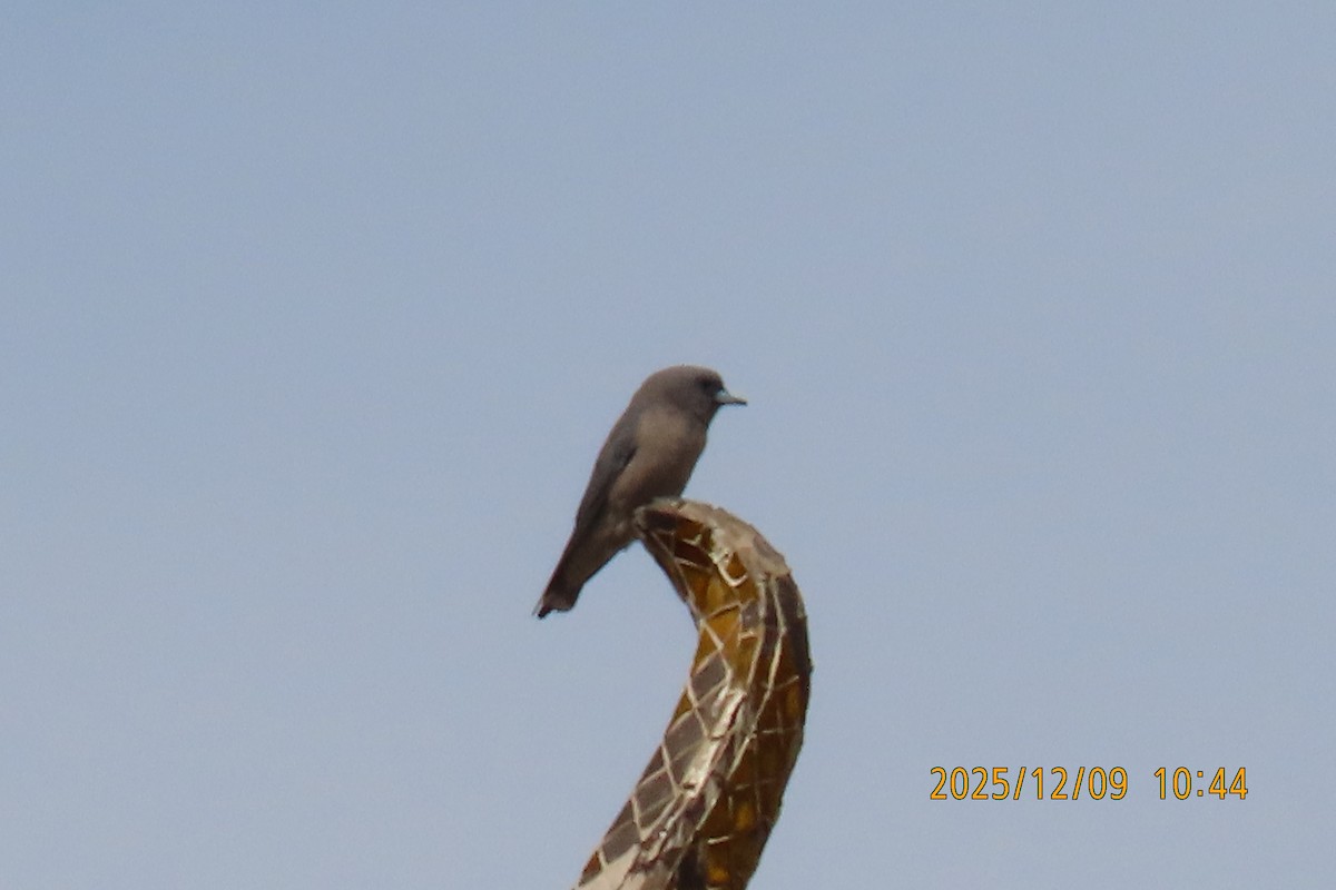 Ashy Woodswallow - ML646633429