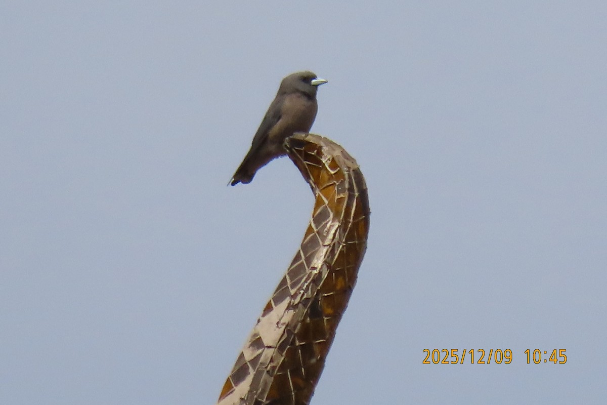 Ashy Woodswallow - ML646633430