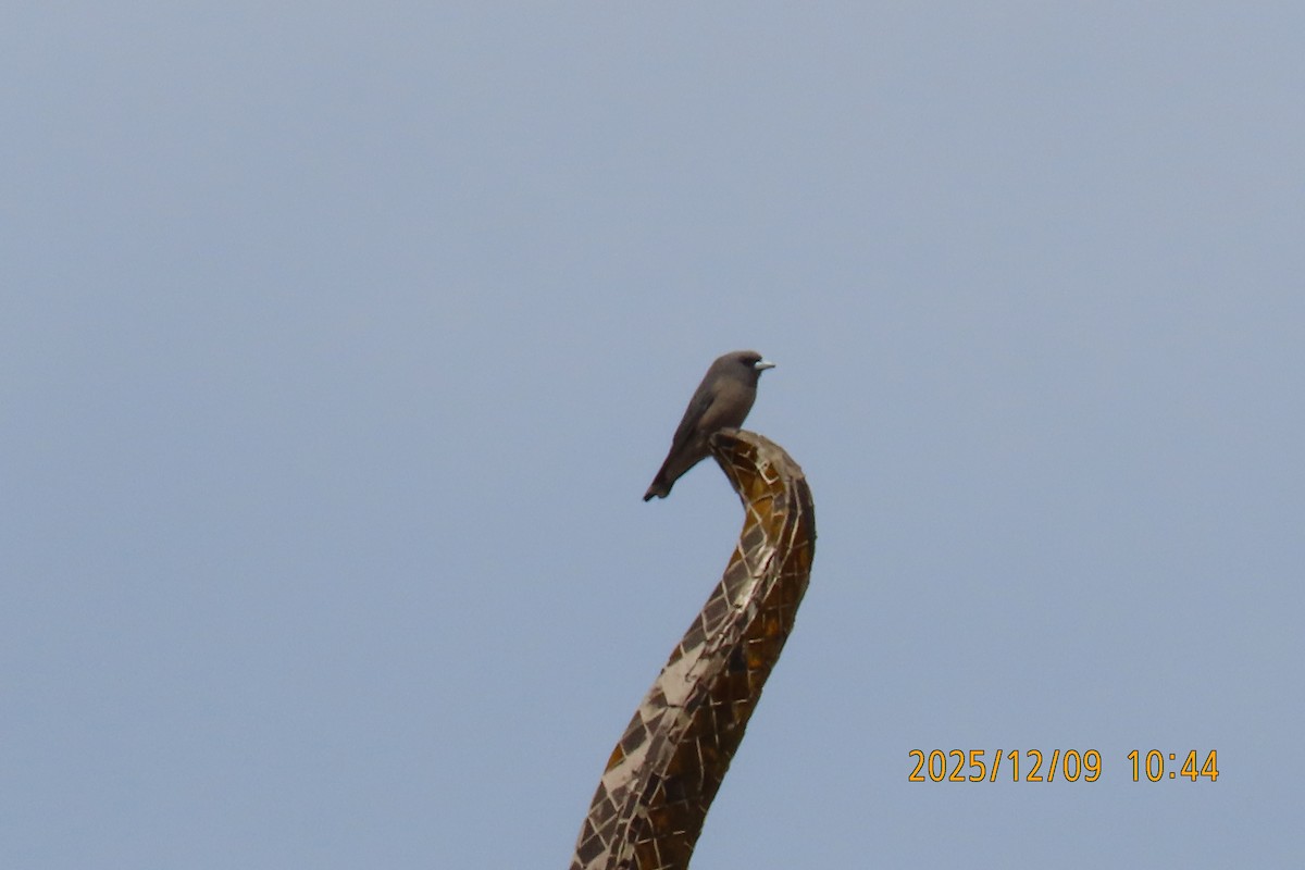 Ashy Woodswallow - ML646633431