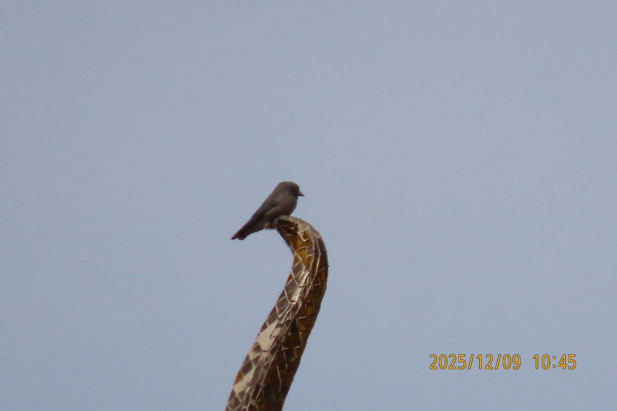 Ashy Woodswallow - ML646633432