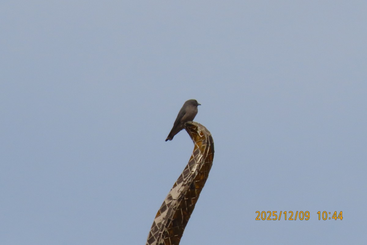 Ashy Woodswallow - ML646633433