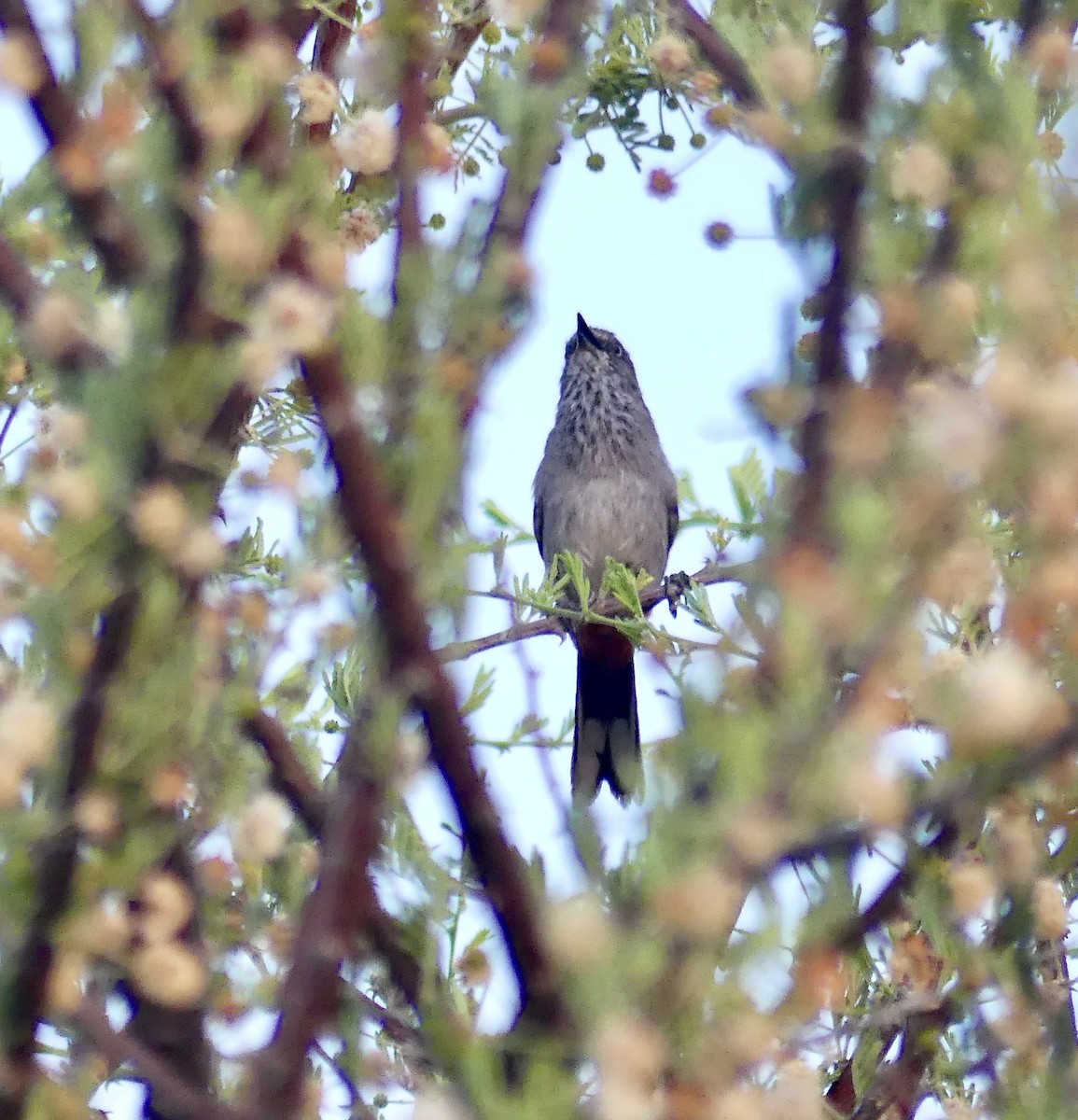 Chestnut-vented Warbler - ML646633444