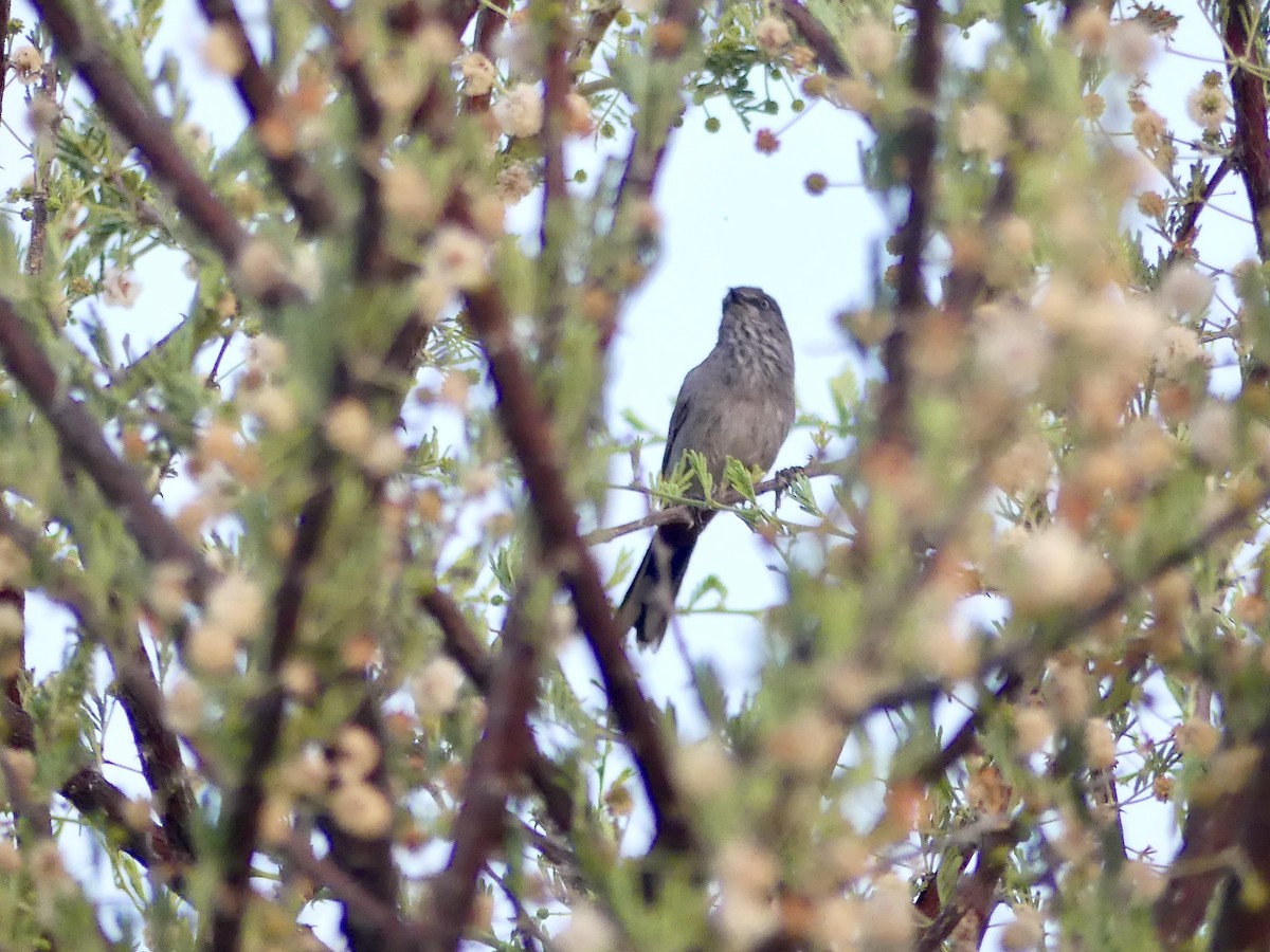 Chestnut-vented Warbler - ML646633445