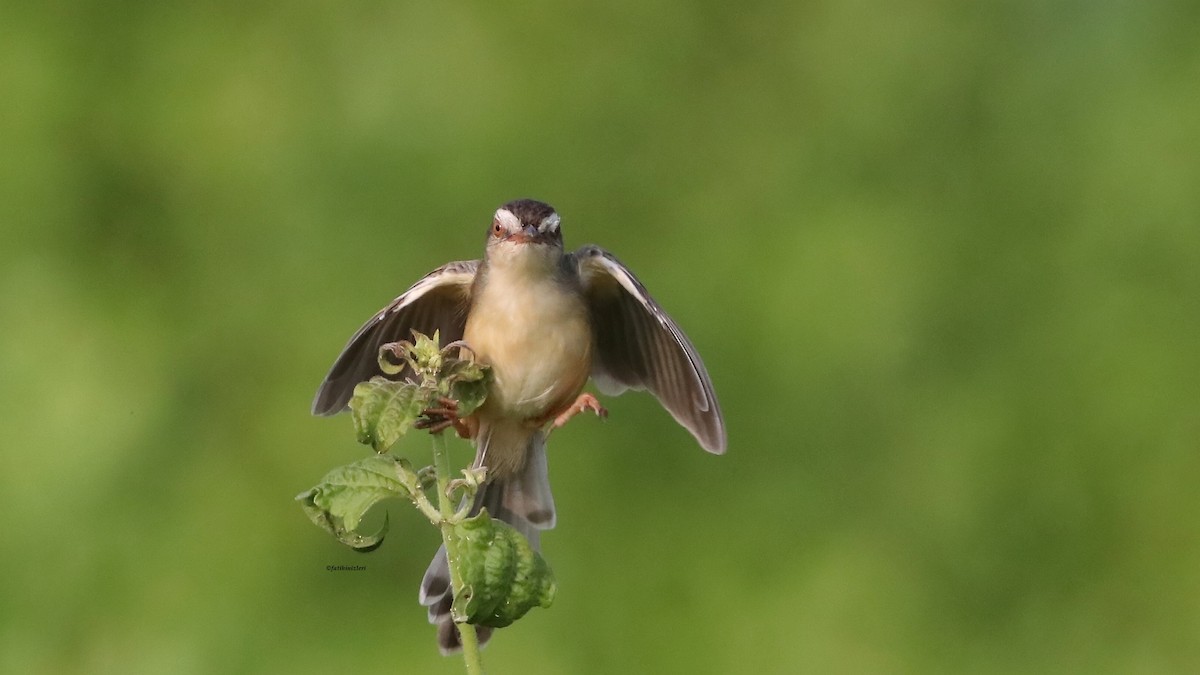 Plain Prinia - ML646633446