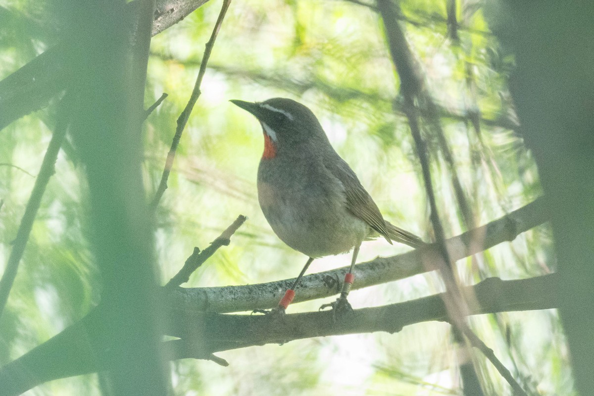 Siberian Rubythroat - ML646633449