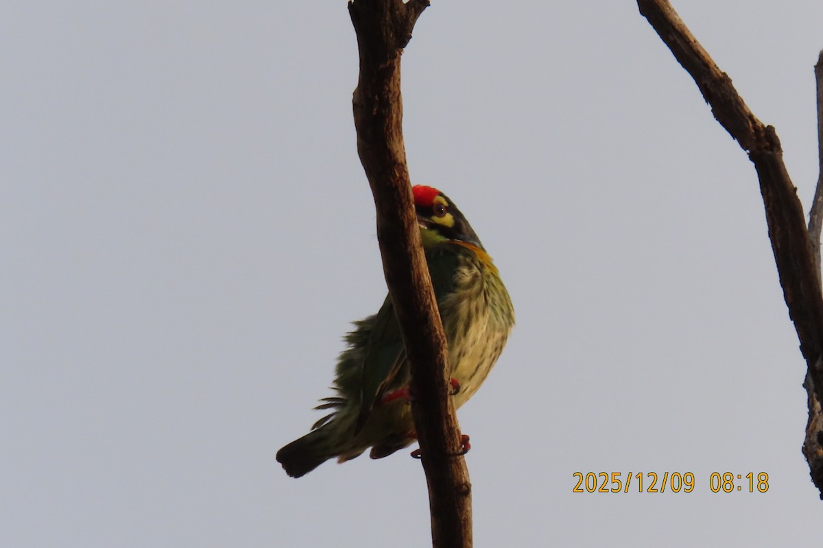 Coppersmith Barbet - ML646633451