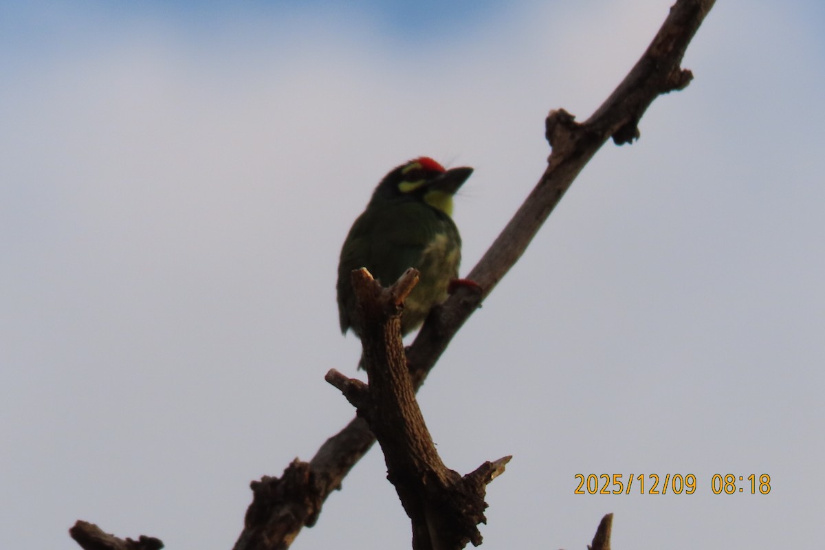 Coppersmith Barbet - ML646633452