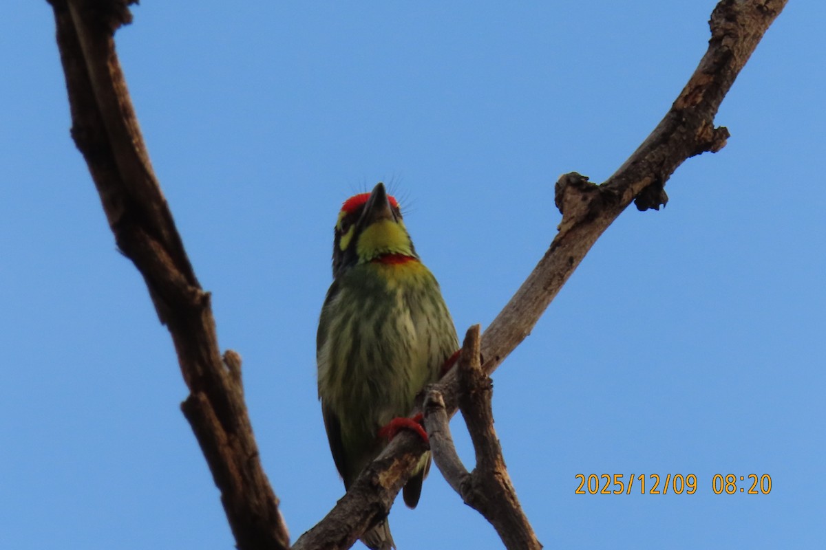 Coppersmith Barbet - ML646633453