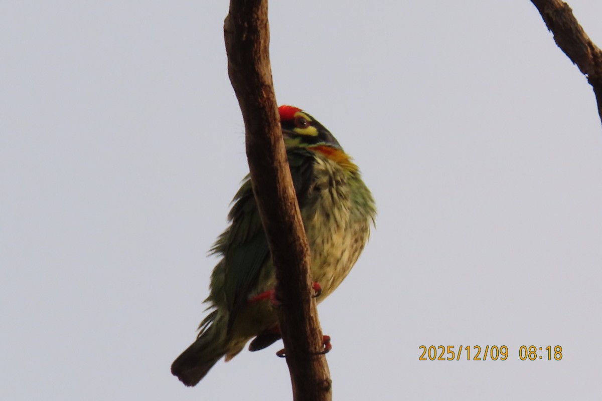 Coppersmith Barbet - ML646633454