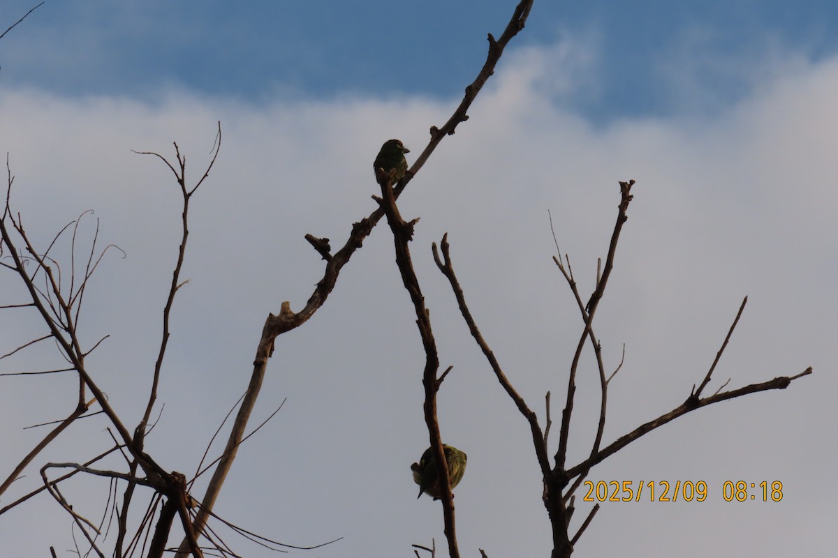 Coppersmith Barbet - ML646633455