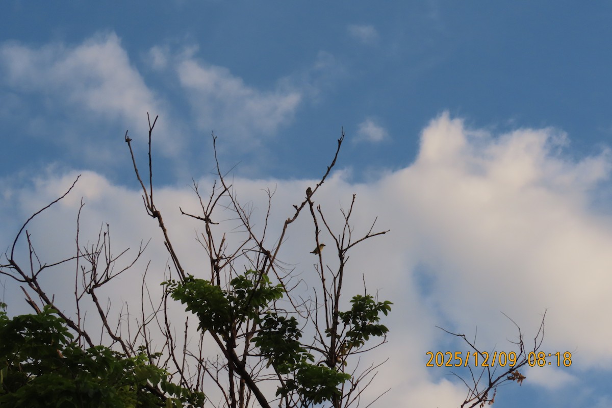 Coppersmith Barbet - ML646633456