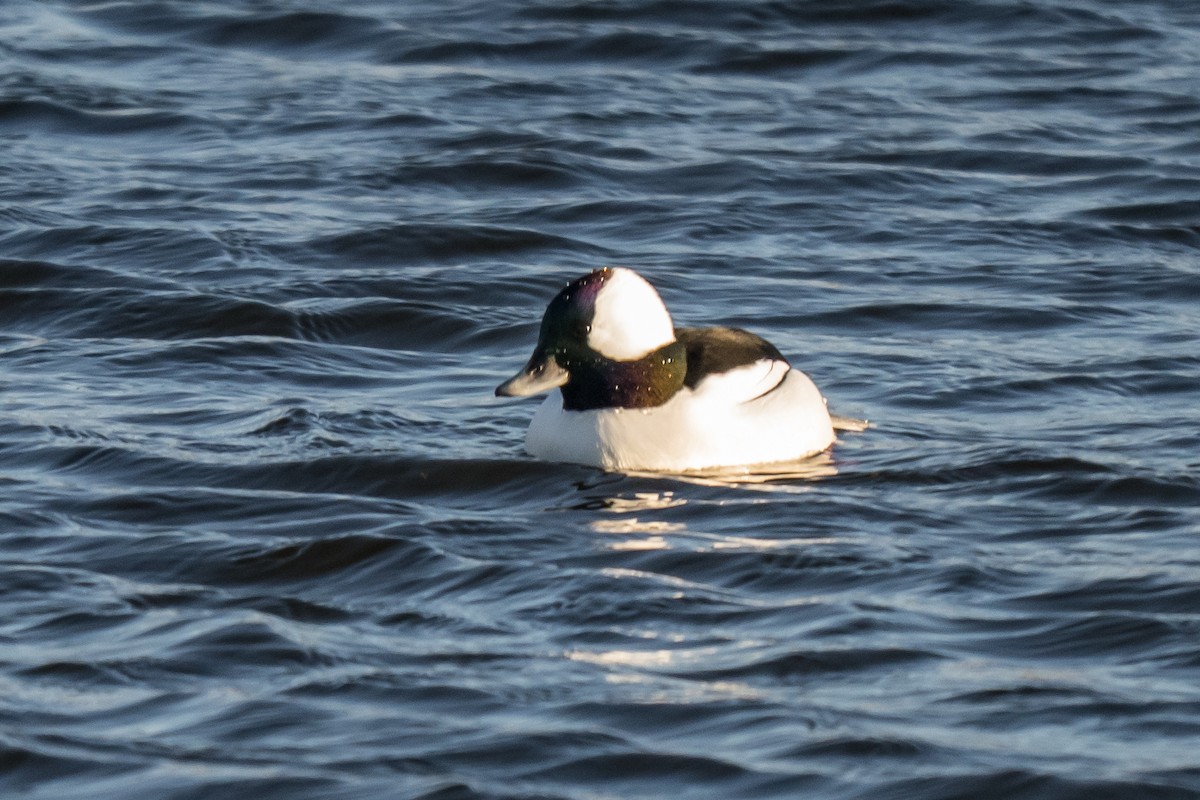 Гоголь малий - ML646633457