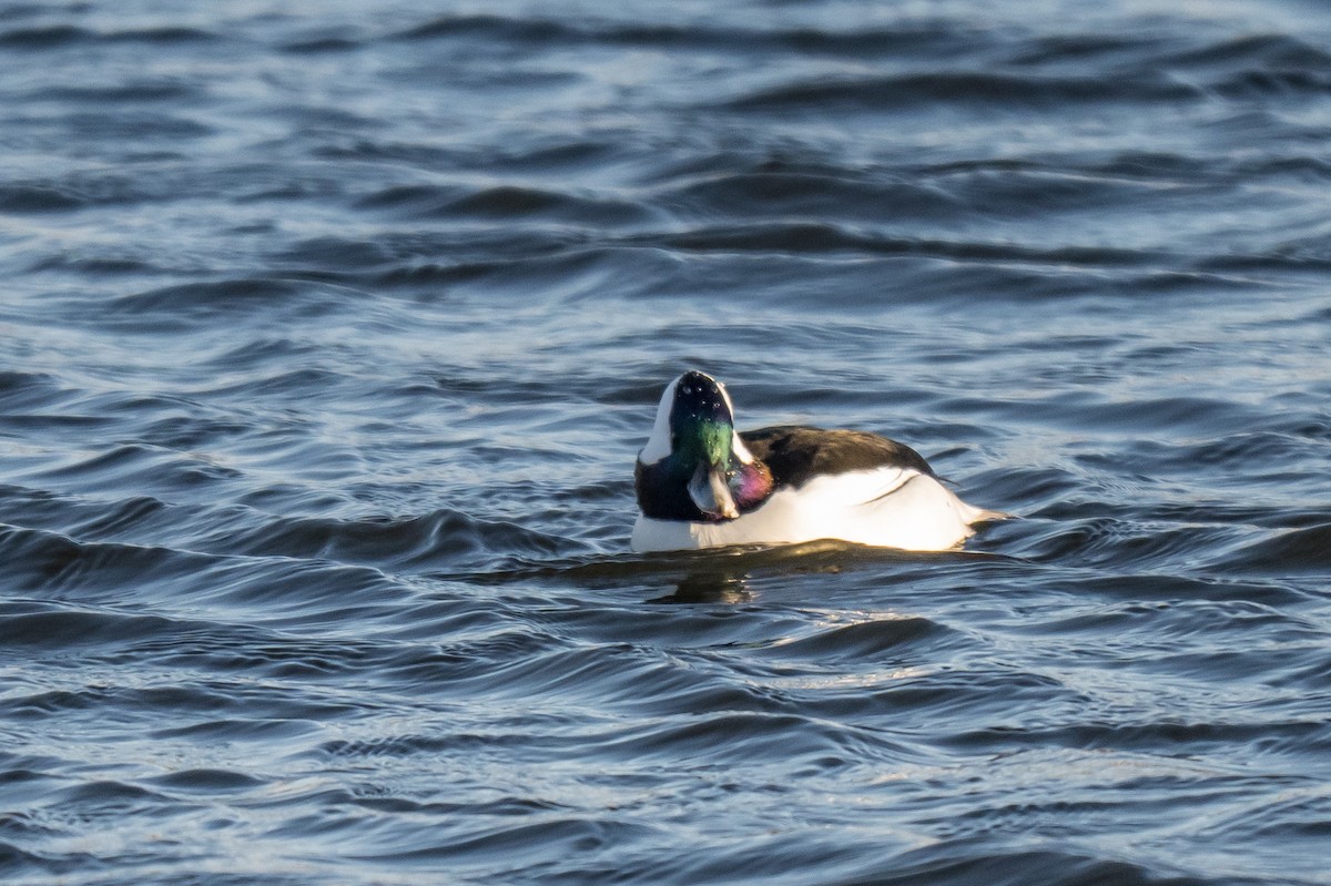 Гоголь малий - ML646633458