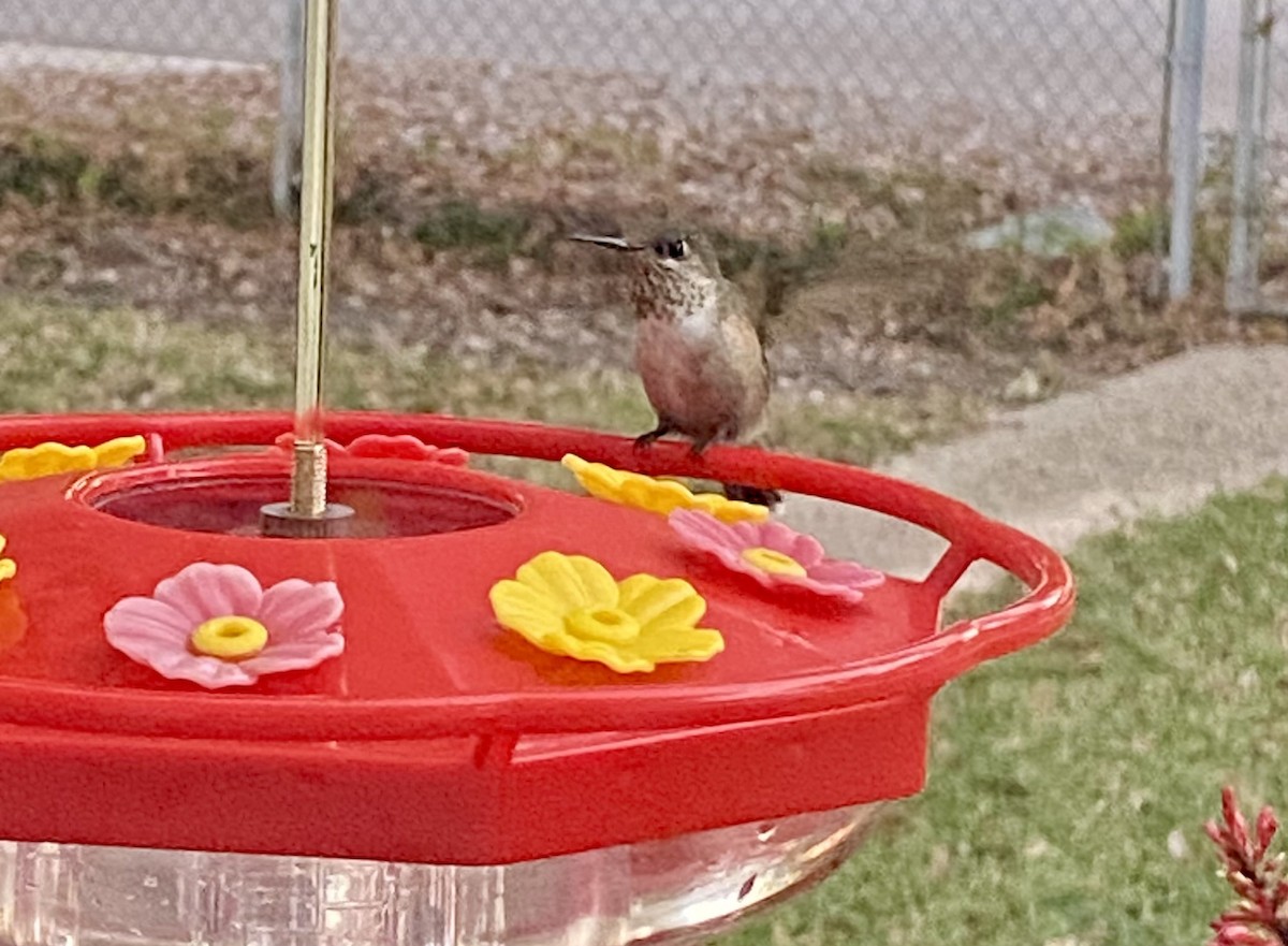 Calliope Hummingbird - ML646633460
