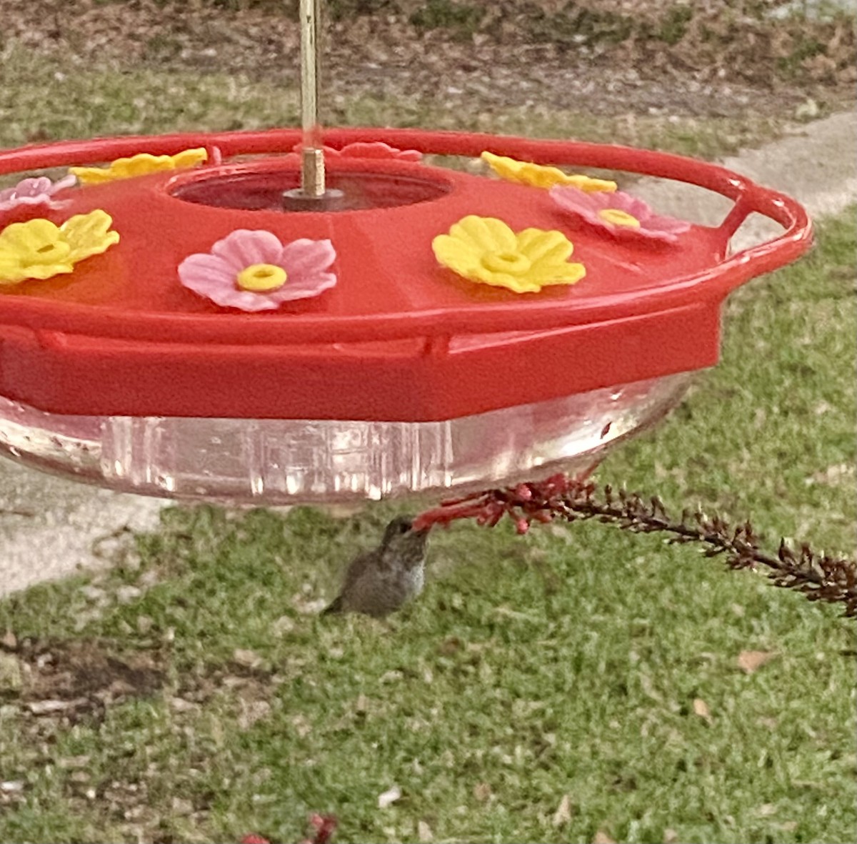 Calliope Hummingbird - ML646633461