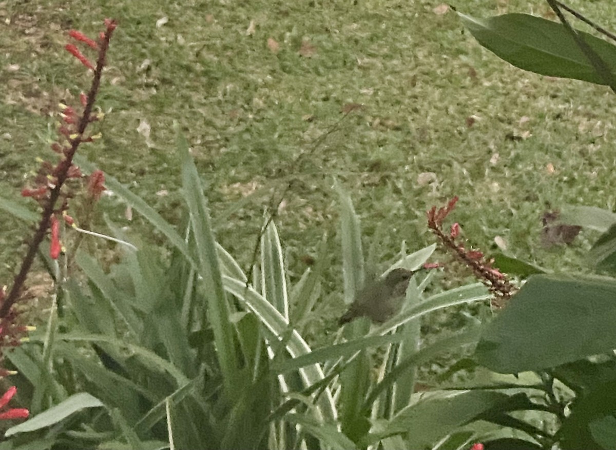 Calliope Hummingbird - ML646633462