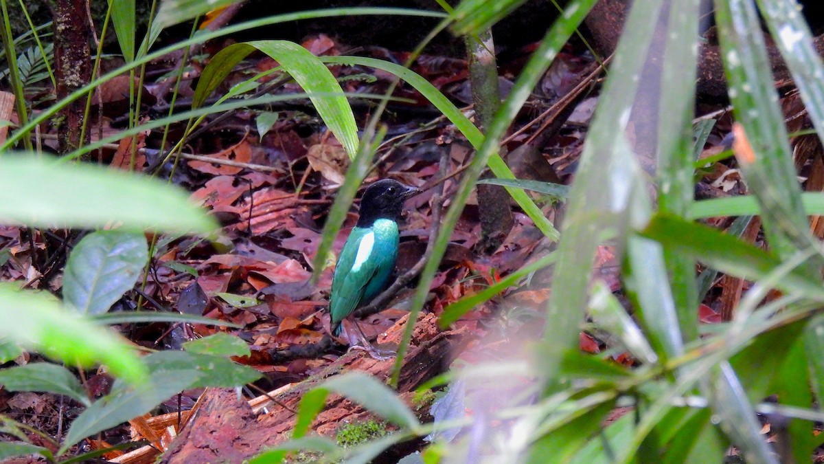 Eastern Hooded Pitta (Papuan) - ML646633464