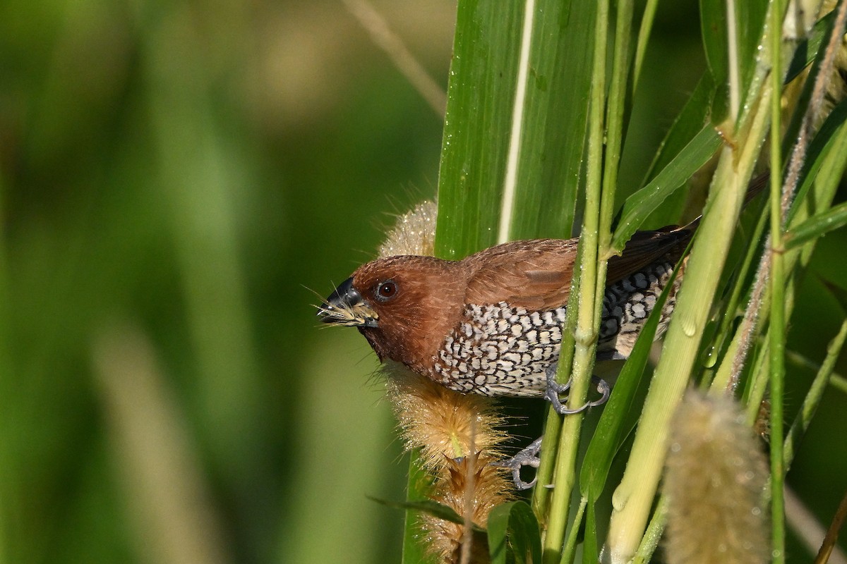 panenka muškátová - ML646633465