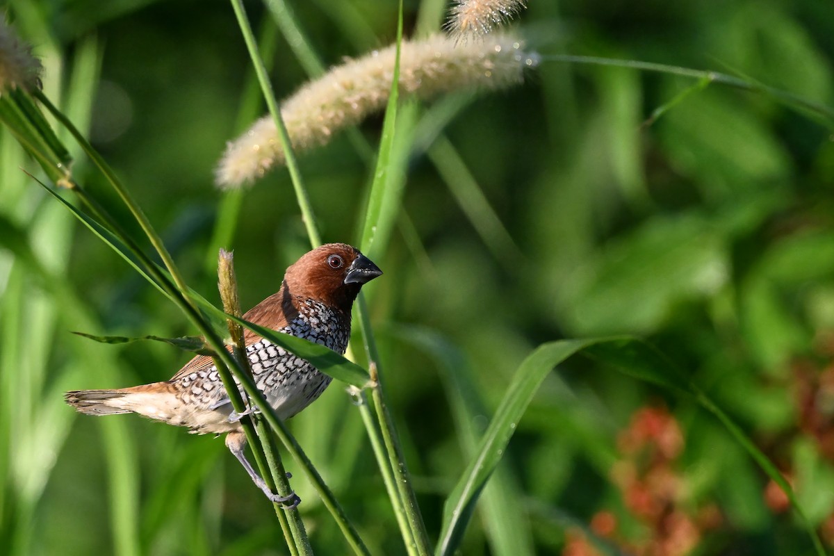 panenka muškátová - ML646633466