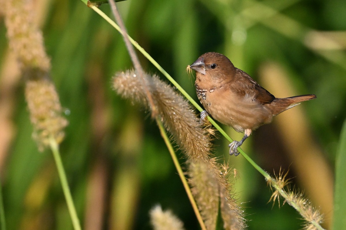 panenka muškátová - ML646633467