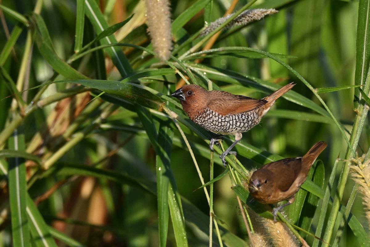 panenka muškátová - ML646633468