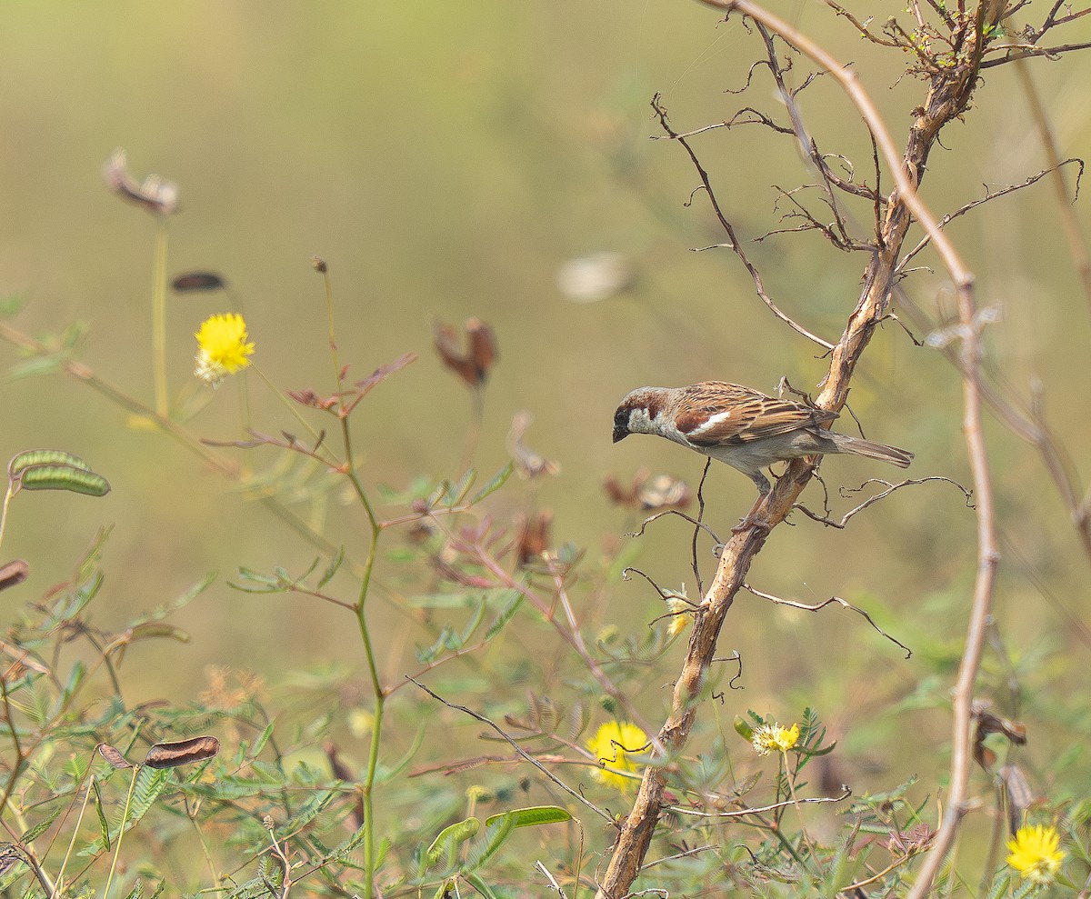 Gorrión Común - ML646633469