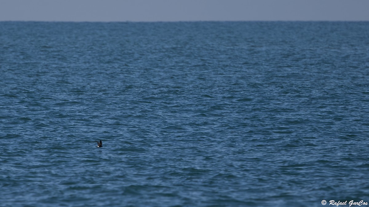 Wilson's Storm-Petrel - ML646633470