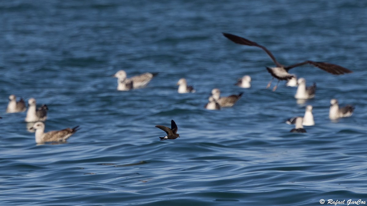 Wilson's Storm-Petrel - ML646633471