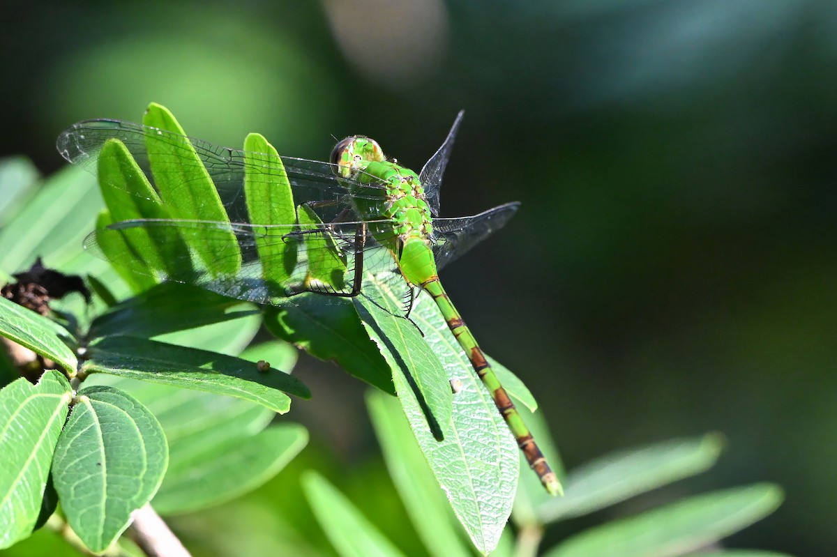 Animals - ML646633472