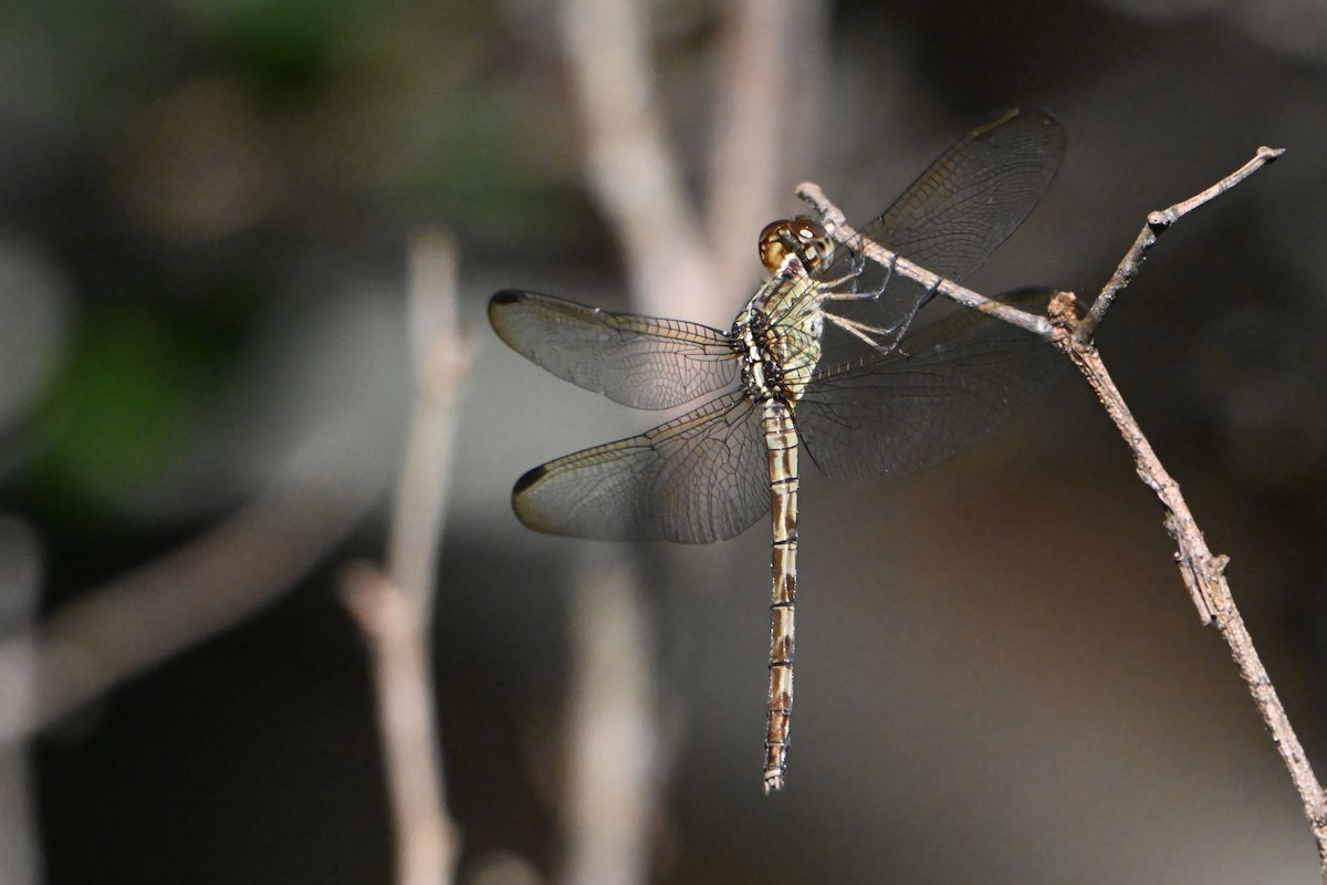 Animals - ML646633473